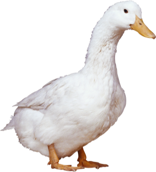 duck